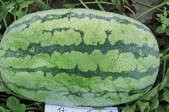 西瓜只為夏天而生嗎？