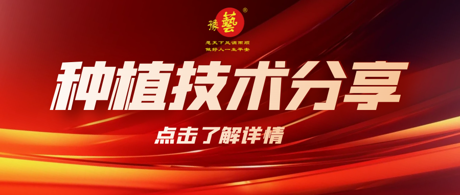要想種出精品率高的胡蘿卜，這7點(diǎn)要注意！