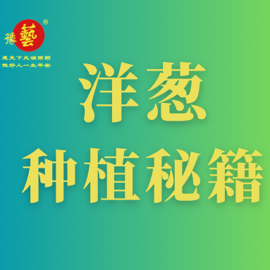 洋蔥種植秘籍：掌握這八點(diǎn)，種出優(yōu)質(zhì)洋蔥！